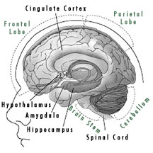 Diagram of the Brain